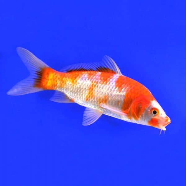 Карп-кои аквариумная рыбка