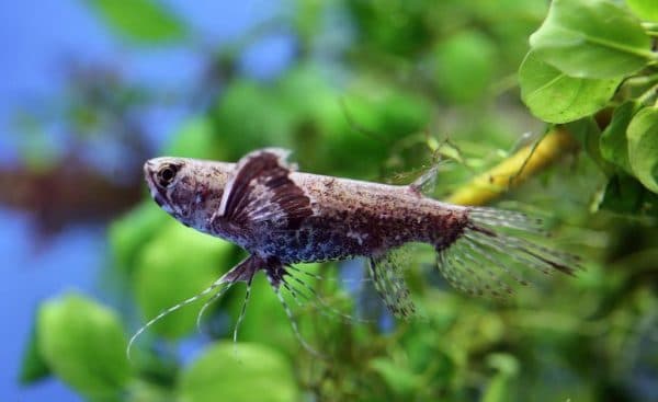 Рыба-бабочка (Пантодон аквариумная) читайте статью