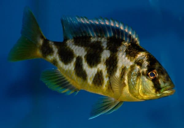 Золотой леопард - красивая рыбка в аквариуме
