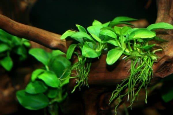 Анубиас - красивое растение в аквариуме