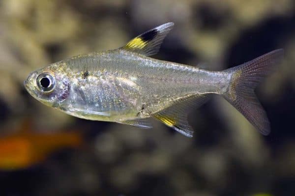 Пристелла - прекрасная аквариумная рыбка