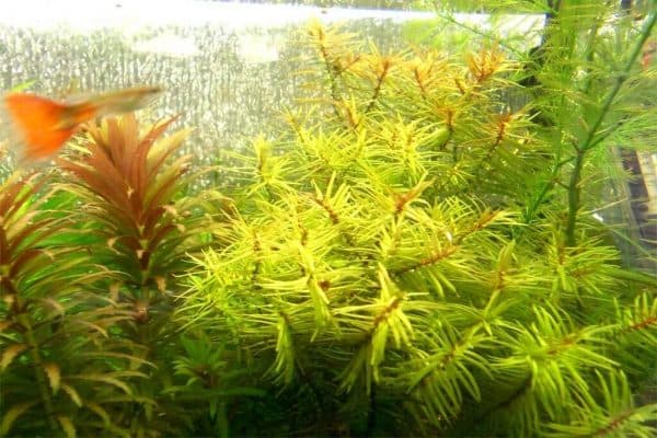 Дидиплис - прекрасное аквариумное растение