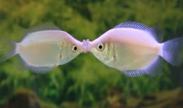 Гурами целующиеся - великолепные рыбки