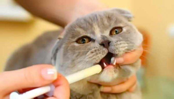 лечение глистов у кота