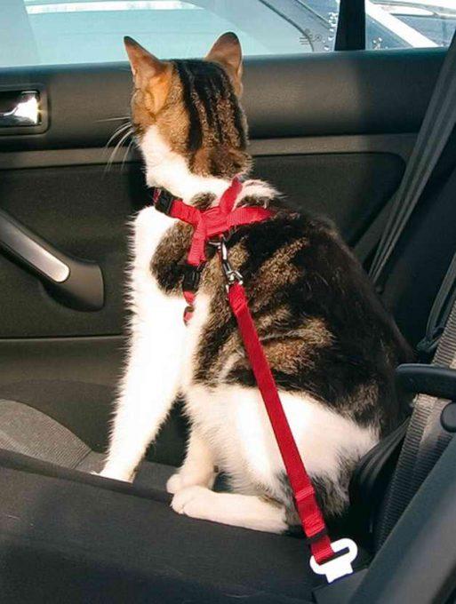 автоперевозка кошки