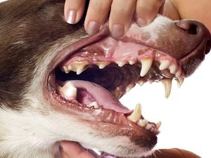 воспаление слюнных желез у собаки лечение
