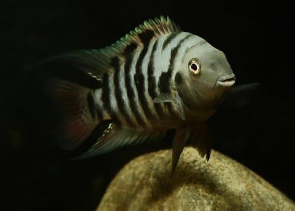 Рыбка чернополосая цихлазома 