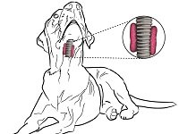 гипертиреоз у собак