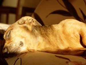 чумка у собак симптомы и лечение