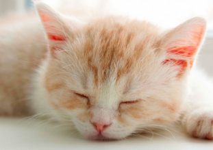 Аскариды у кошек: пути заражения, лечение и профилактика