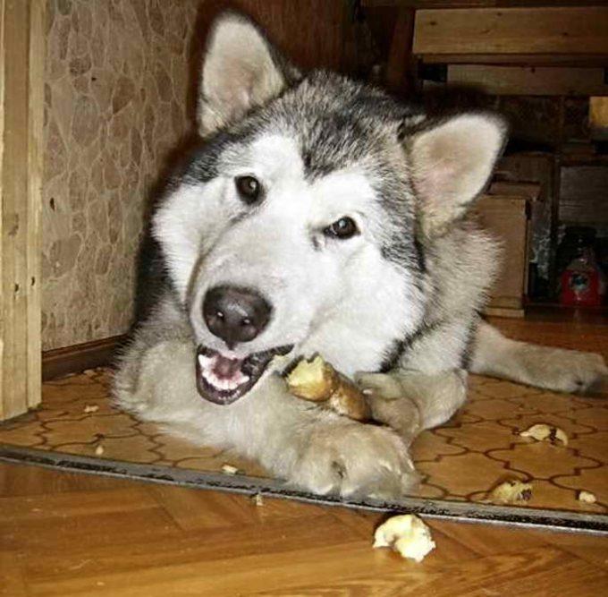 собака ест картошку
