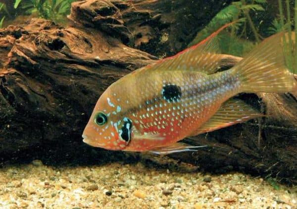Цихлазома Элиота - прекрасная рыбка в аквариуме