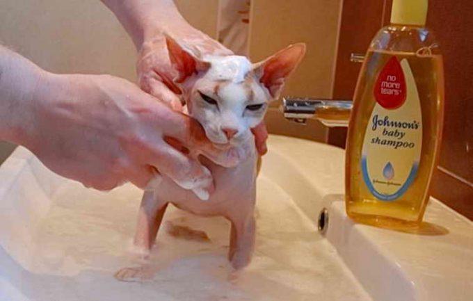 купание котенка кошки породы сфинкс