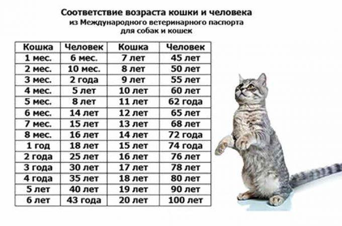 таблица возраста кошки по человеческим меркам