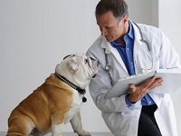 гипогликемия у собак