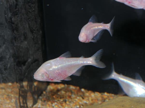 Слепая пещерная рыба на фото