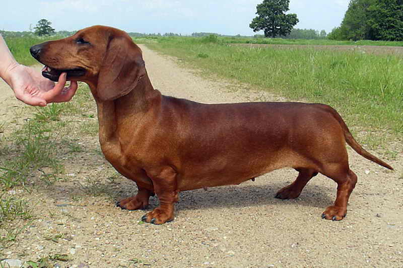 Описание породы такса: характер, уход, интересные фото собак