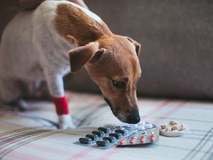 синдром кушинга у собак лечение