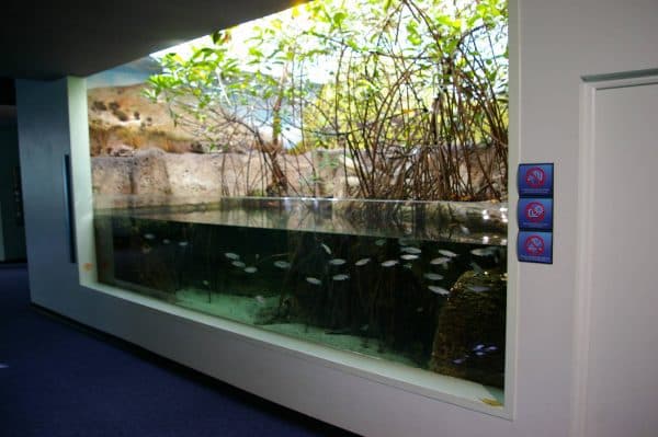 Mangrovaya koryaga v akvariume