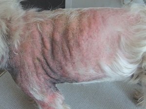 пиодермия у собак фото лечение симптомы