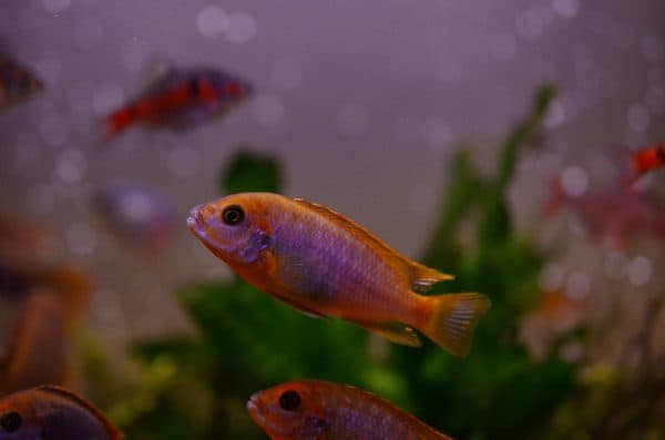 Йодотрофеус Шпренгера - прекрасная рыбка в аквариуме