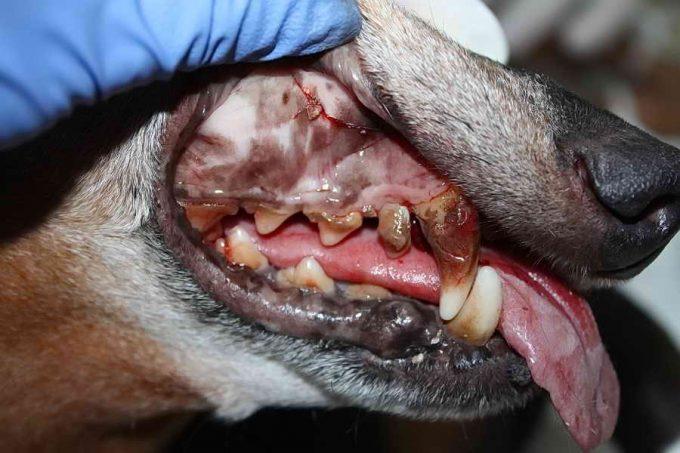 зубной камень у собаки провоцирует стоматит