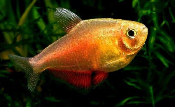 Тетра фон рио - удивительная рыбка в аквариуме