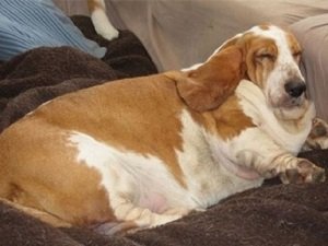 диетический корм для собак при ожирении