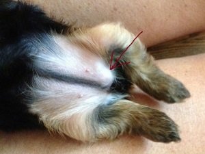 операция пупочной грыжи у собак