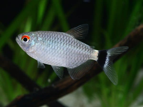 Филомена - прекрасная аквариумная рыбка