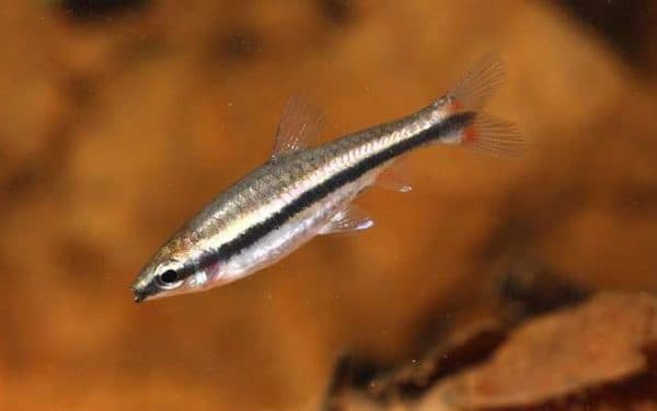 Нанностомус бекфорда - прекрасная рыбка 