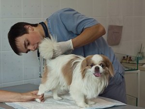 воспаление параанальной железы у собаки