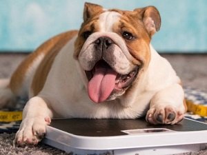 сухой корм для собак при ожирении