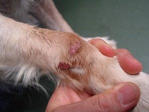 антибиотики для собак при кожных заболеваниях