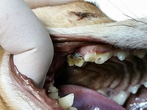 почему у собаки выпадают зубы