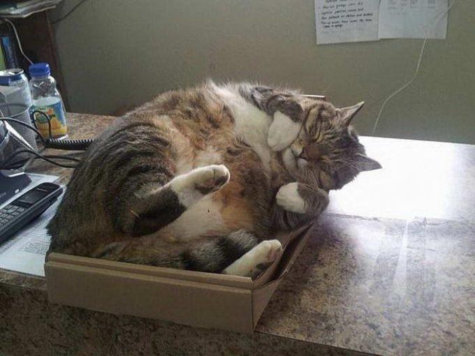 почему коты прячутся в коробки
