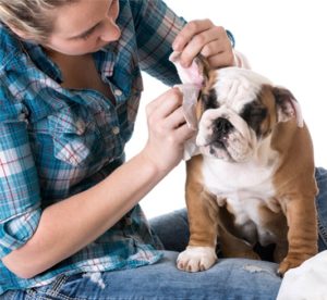 Процедура правильной чистки ушей у собаки