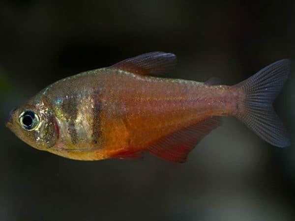 Тетра фон рио - красивая рыбка 
