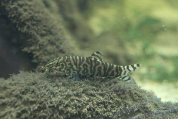 Акариумная рыбка мраморная боция