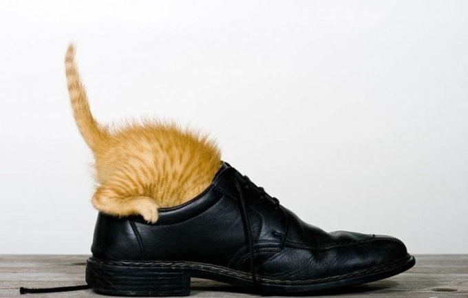 как вывести запах кошачьей мочи из обуви
