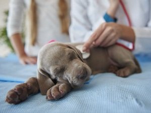 питомниковый кашель у собак лечение