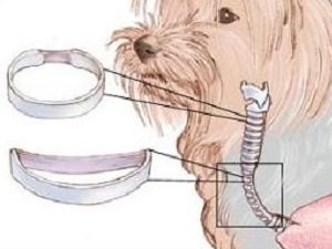 лечение трахеита у собак