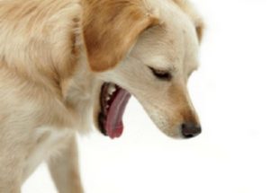 При сильном заражении глистами у собаки наблюдается рвота