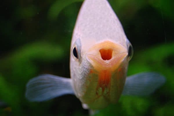 Гурами целующиеся - красивые рыбки 