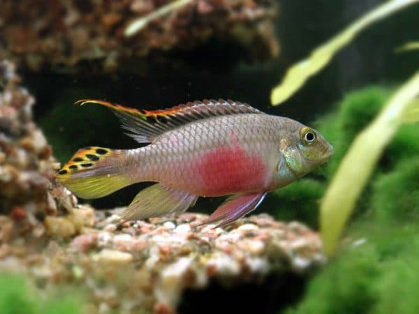 Пельвикахромис пульхер - прекрасная рыбка в аквариуме