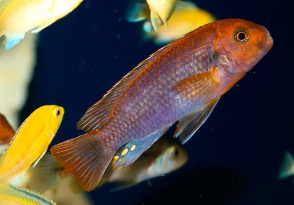 Йодотрофеус Шпренгера - красивая аквариумная рыбка
