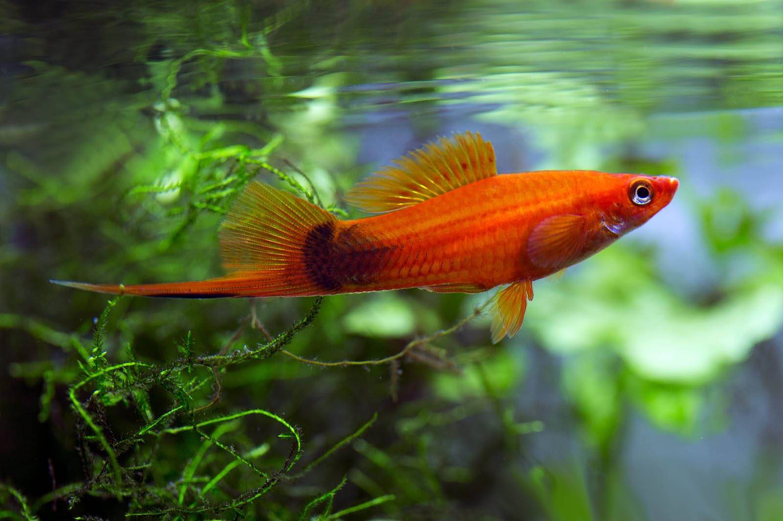 Меченосец - живородящая рыбка