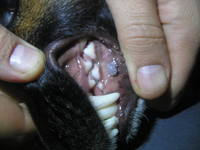 зубной камень у собаки
