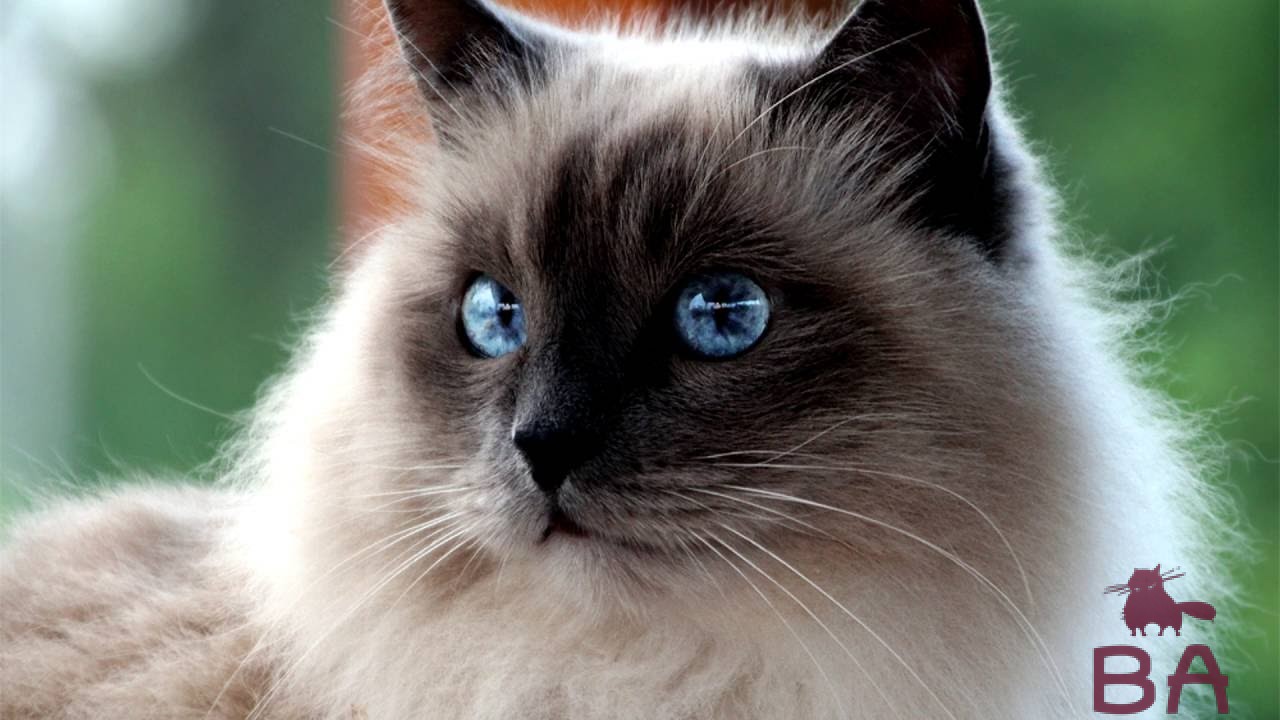 Какая порода кошек считается самой ласковой?