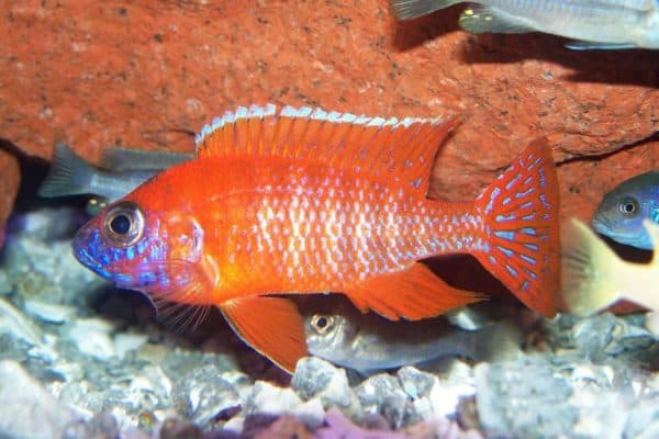 Аулонокара - удивительная рыбка в аквариуме